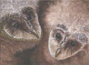 barnowlbabiesscanweb.jpg
